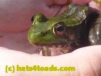 /home//u458753944/public_html/sourcegallery///////////////Frogs/Mixed frogs/P1070618.JPG